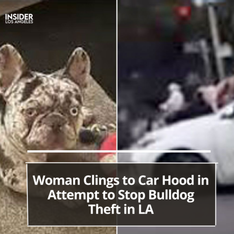 A woman in Los Angeles clung to the bonnet of a car in a desperate bid to prevent the kidnapping of her French bulldog.