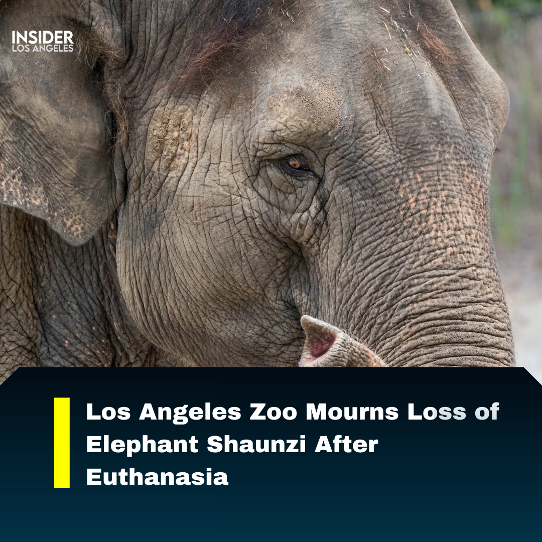 Shaunzi, a 53-year-old Asian elephant at the Los Angeles Zoo, died after being unable to stand.