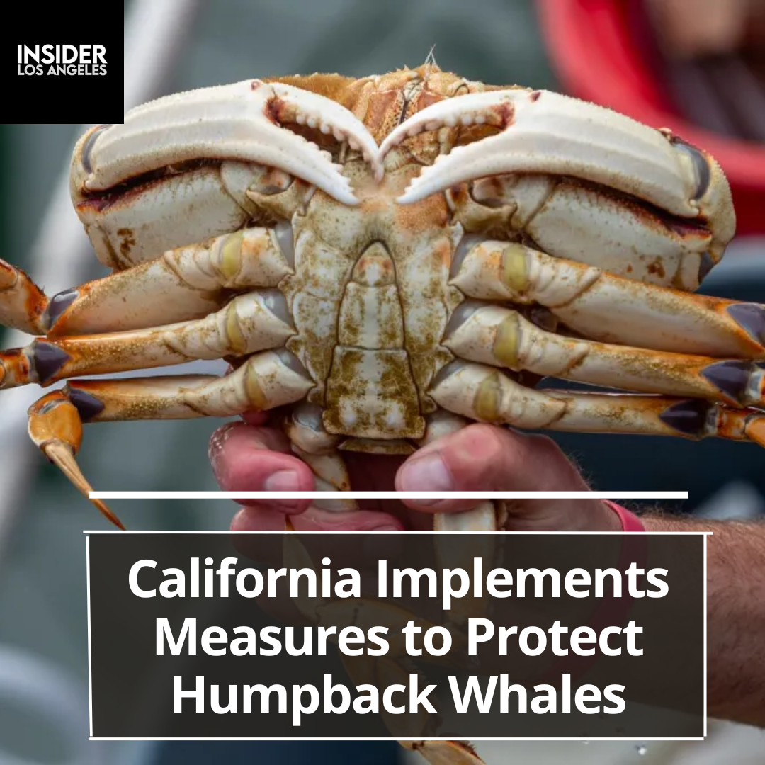 California officials announced that the commercial Dungeness crab season in certain places will be reduced to protect
