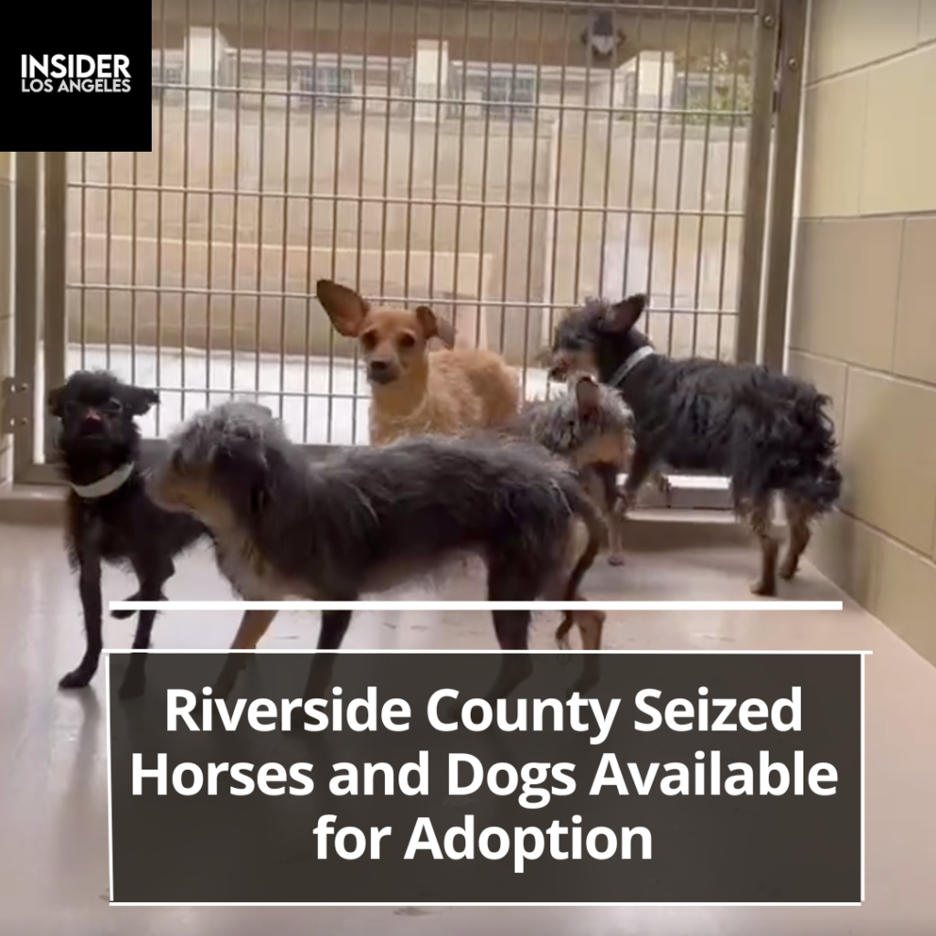 More than 120 horses and dogs, seized owing to alleged abuse by a single owner, are now available for adoption in Riverside County.