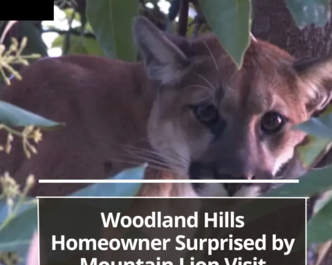 A homeowner in Woodland Hills had an unexpected visitor on Thursday afternoon when a mountain lion was seen.