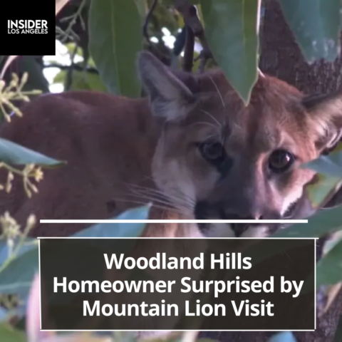 A homeowner in Woodland Hills had an unexpected visitor on Thursday afternoon when a mountain lion was seen.